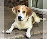 Small #8 Basset Hound-Great Pyrenees Mix