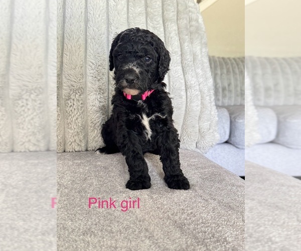 Medium Photo #3 Golden Mountain Doodle  Puppy For Sale in SOMERSET, TX, USA