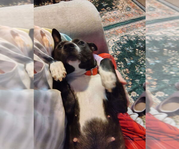 Medium Photo #4 Mutt Puppy For Sale in Utica, NY, USA