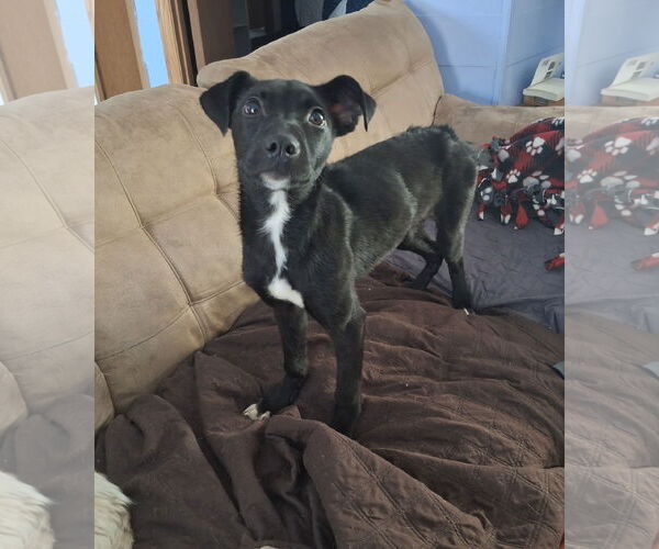 Medium Photo #3 Mutt Puppy For Sale in Coldwater, MI, USA