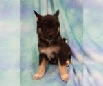 Small Mutt