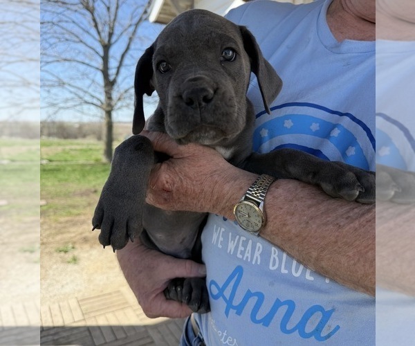 Medium Photo #1 Cane Corso Puppy For Sale in STUART, IA, USA