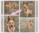 Small #1 German Shepherd Dog