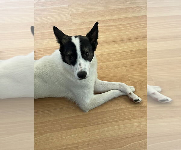 Medium Photo #4 Mutt Puppy For Sale in Salt Lake City, UT, USA