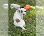 Small #1 Mutt