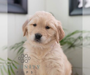 Golden Retriever Puppy for sale in NEWPORT, PA, USA