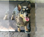 Small Mutt
