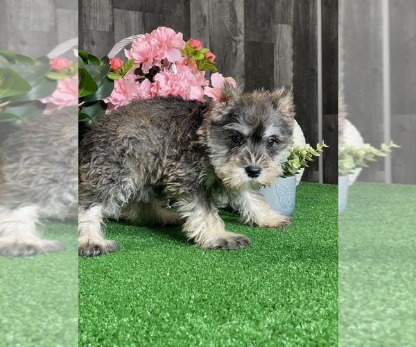 Medium Photo #5 Schnauzer (Miniature) Puppy For Sale in CANOGA, NY, USA