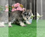 Small #4 Schnauzer (Miniature)