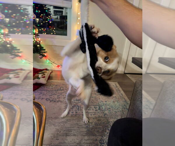 Medium Photo #7 Beagle-Unknown Mix Puppy For Sale in Salt Lake City, UT, USA