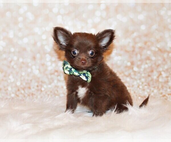 Medium Photo #14 Chihuahua Puppy For Sale in CHARLESTON, AR, USA
