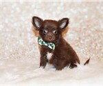 Small #3 Chihuahua