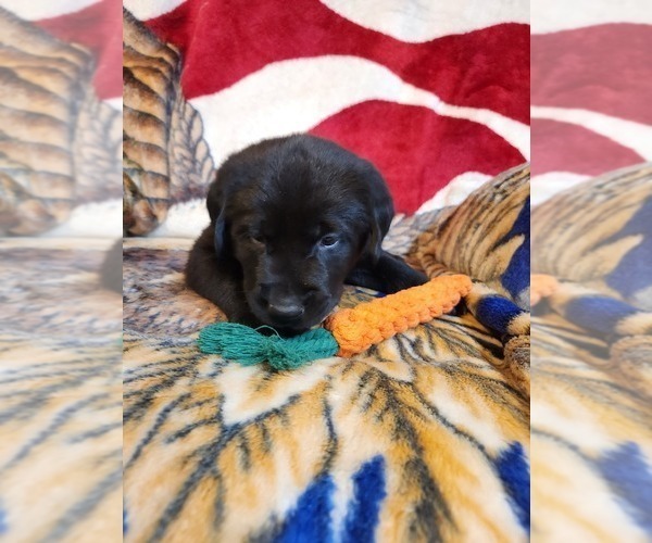 Medium Photo #1 Labrador Retriever Puppy For Sale in SEDLEY, VA, USA