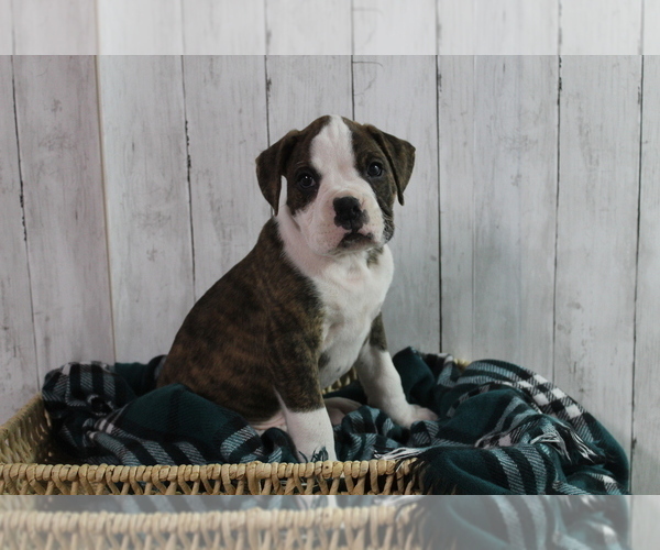 Medium Photo #4 Boxer Puppy For Sale in SHIPSHEWANA, IN, USA