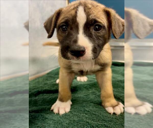 Medium Photo #1 Labrador Retriever-Unknown Mix Puppy For Sale in Conroe, TX, USA