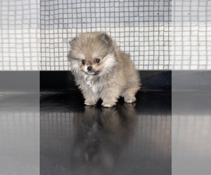 Pomeranian Puppy for sale in HAYWARD, CA, USA