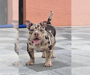American Bully Puppy for sale in NORTH PORT, FL, USA