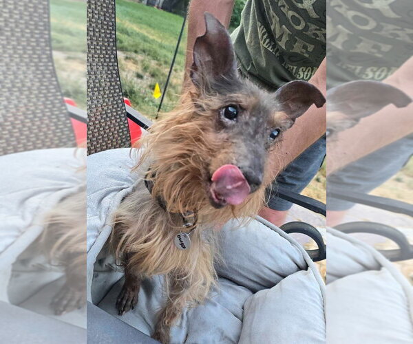 Medium Photo #4 Mutt Puppy For Sale in Salt Lake City, UT, USA