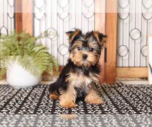 Yorkshire Terrier Puppy for sale in NAPLES, FL, USA