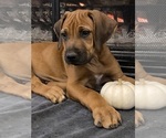 Small #23 Rhodesian Ridgeback