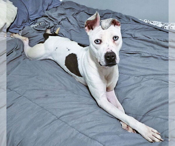 Medium Photo #5 American Pit Bull Terrier-Dalmatian Mix Puppy For Sale in Westmont, IL, USA