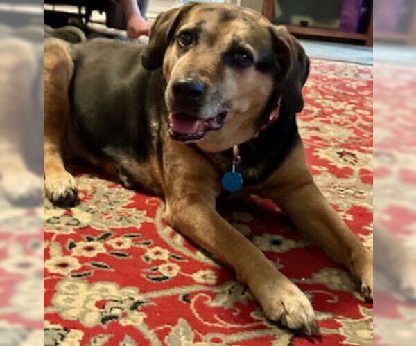 Medium Photo #16 Mutt Puppy For Sale in Oakhurst, NJ, USA