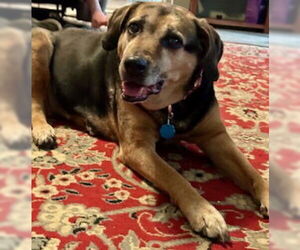 Abby - Awesome Girl! - Female Mutt Dog for Adoption - Photo #16