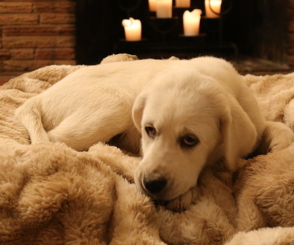 Medium Photo #18 Akbash-Great Pyrenees Mix Puppy For Sale in RIDGEFIELD, WA, USA