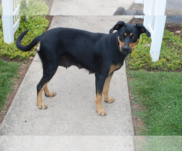 Medium Photo #1 Shepradors Puppy For Sale in BERNVILLE, PA, USA