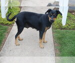 Small Photo #1 Shepradors Puppy For Sale in BERNVILLE, PA, USA