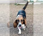 Small #5 Basset Hound