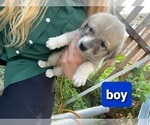 Small Photo #2 Great Pyrenees Puppy For Sale in ABILENE, TX, USA