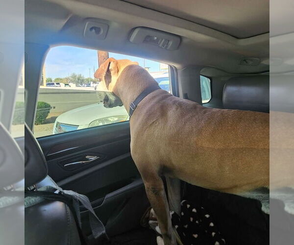 Medium Photo #6 Labrador Retriever-Rhodesian Ridgeback Mix Puppy For Sale in Phoenix, AZ, USA