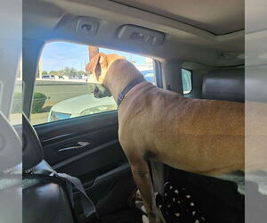 Sampson - Male Labrador Retriever-Rhodesian Ridgeback Mix Dog for Adoption - Photo #6