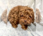 Small #1 Poodle (Miniature) Mix