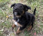 Small #2 Border Airedale