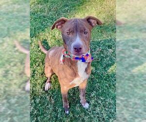 American Pit Bull Terrier-Unknown Mix Dogs for adoption in Tulsa, OK, USA