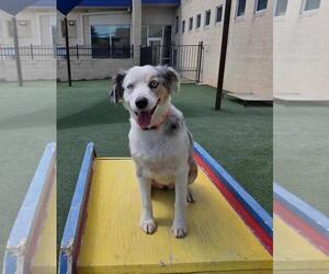 Australian Shepherd-Unknown Mix Dogs for adoption in Rockwall, TX, USA