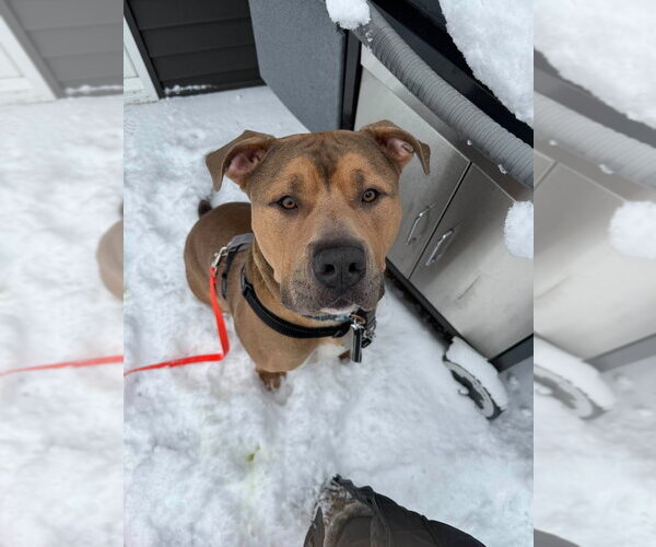 Medium Photo #24 Mutt Puppy For Sale in Gloversville, NY, USA