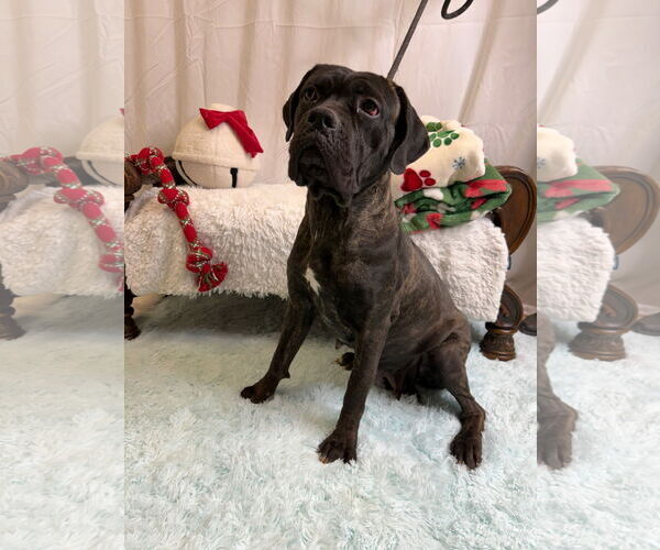 Medium Photo #4 Mutt Puppy For Sale in Goodyear, AZ, USA