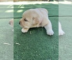 Small #7 Labrador Retriever