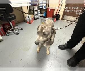 Shepradors Dogs for adoption in Ocala, FL, USA