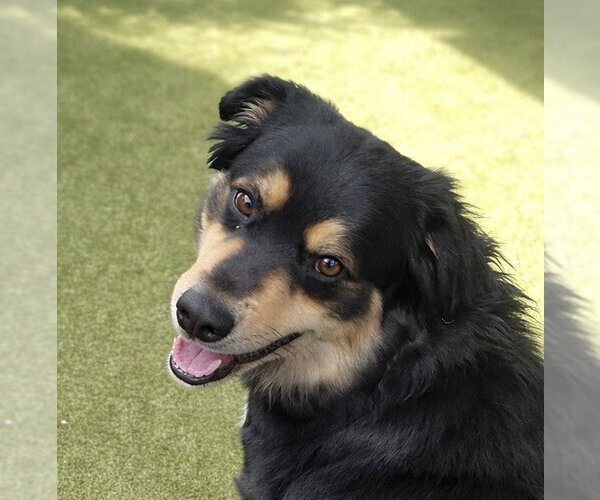 Medium Photo #3 Australian Shepherd-Collie Mix Puppy For Sale in Dallas, TX, USA