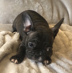 French Bulldog Puppy for sale in CHARLESTON, SC, USA
