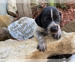 Small Photo #10 German Wirehaired Pointer Puppy For Sale in PAOLA, KS, USA