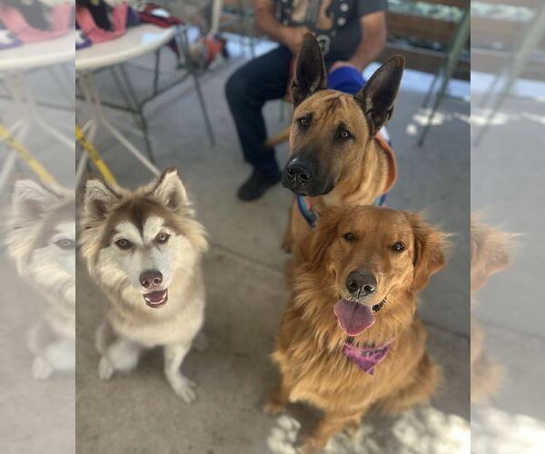 Medium Photo #13 Siberian Husky-Unknown Mix Puppy For Sale in Newport Beach, CA, USA