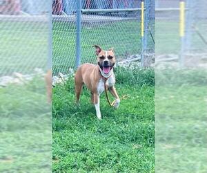 American Pit Bull Terrier-Unknown Mix Dogs for adoption in Louisville, KY, USA