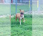 Small American Pit Bull Terrier Mix
