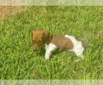 Small #3 Dachshund