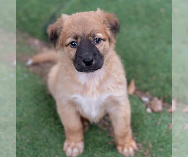 Medium Photo #3 Labrador Retriever-Unknown Mix Puppy For Sale in San Diego, CA, USA